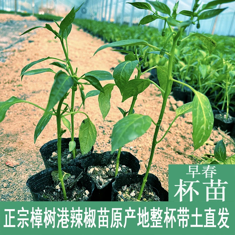 正宗樟树港辣椒苗 带土带杯原产地发货  盆栽 阳台 湖南辣椒苗