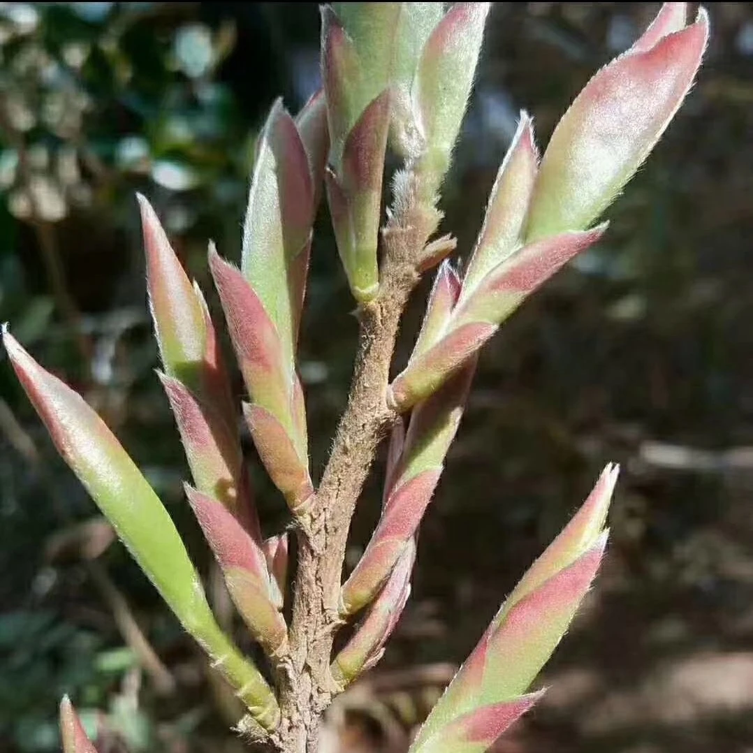 云南临沧2023年头春紫芽苞