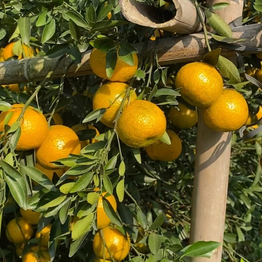 新会梅江圈枝鲜果顺丰包邮川红橘梵净山