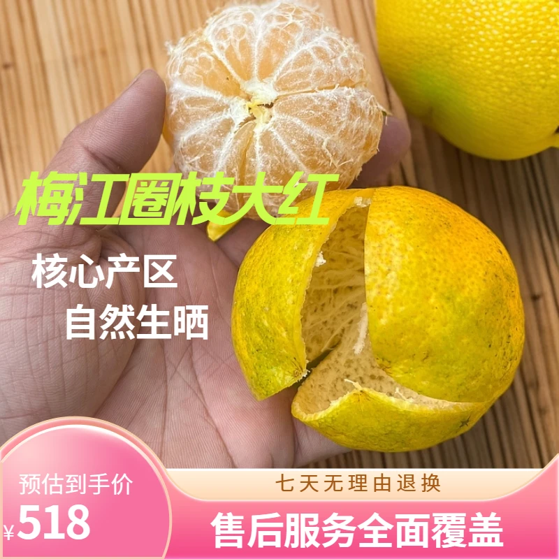 【梅江圈枝大红】新会陈皮陈皮鲜果核心产区正宗新会原产地自然生晒