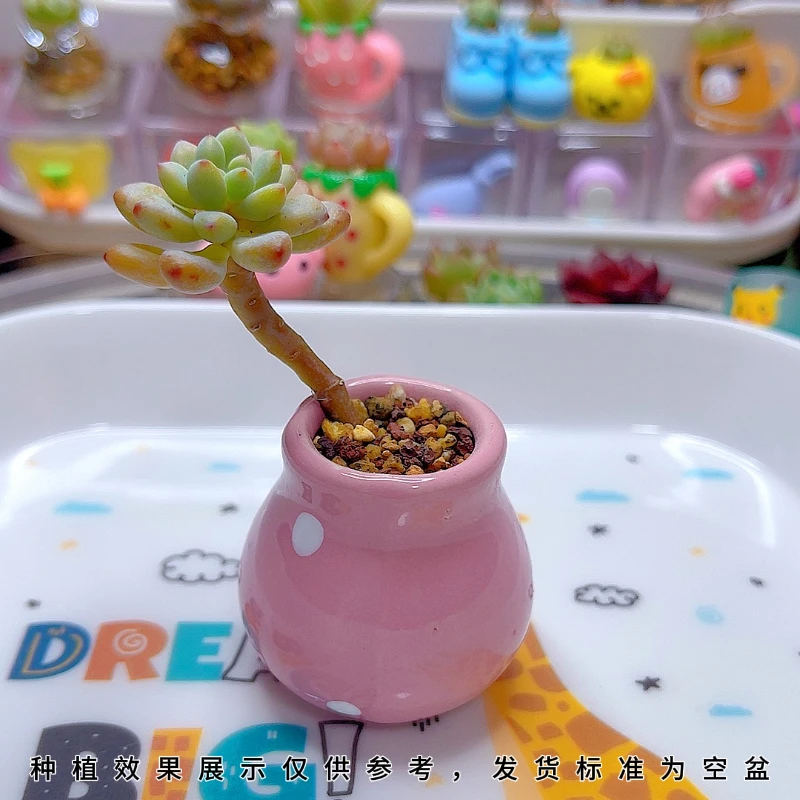 【波点拇指盆】空盆拇指盆多肉种植超可爱迷你拇指盆适合小小老桩