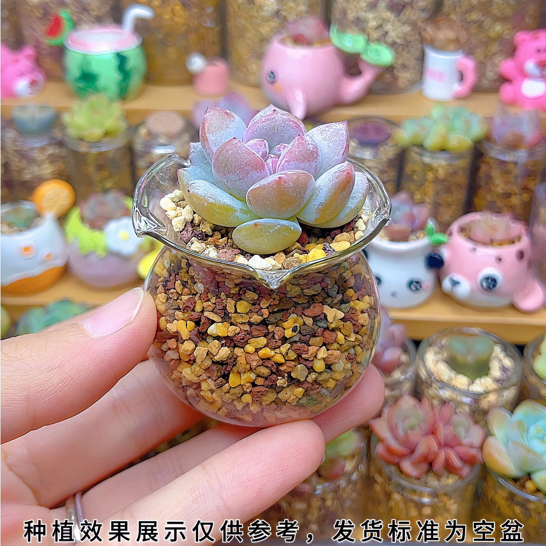 【5cm花边鱼缸】空盆不含肉多肉种植花边鱼缸款无孔拇指透明玻璃瓶