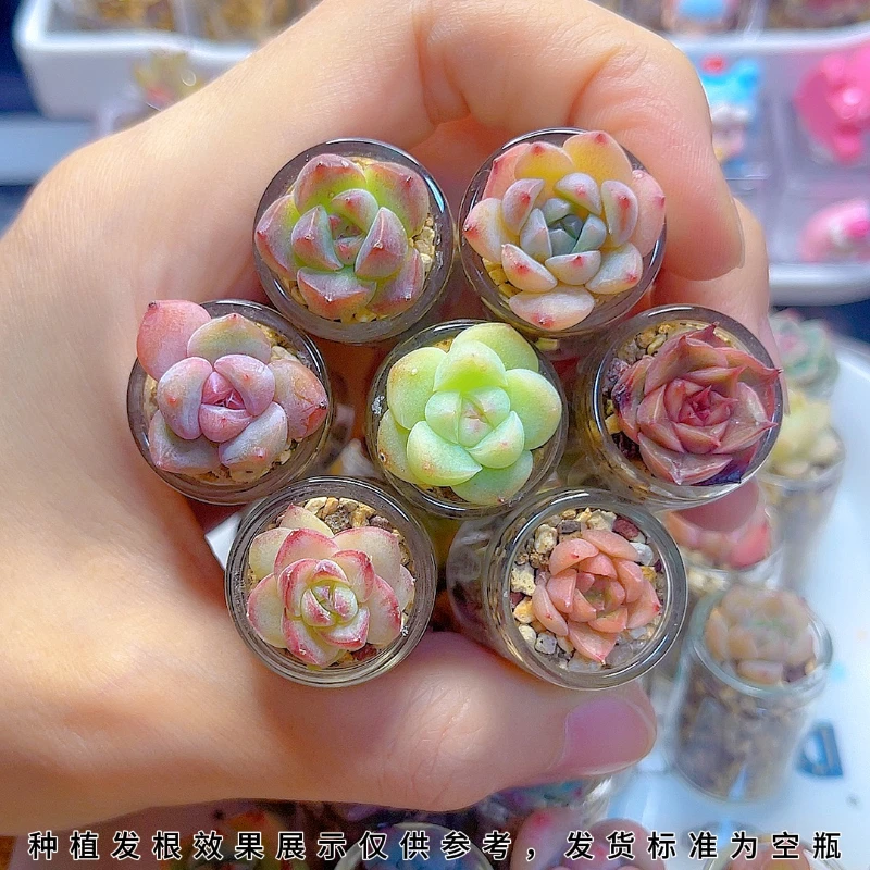 【超迷你小瓶子】空瓶无孔多肉种植玻璃瓶适合超级小的饭盒切糕