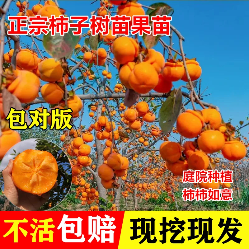 【无核脆甜太秋柿子树】正宗脆甜柿子苗嫁接南北方种植脆甜无核