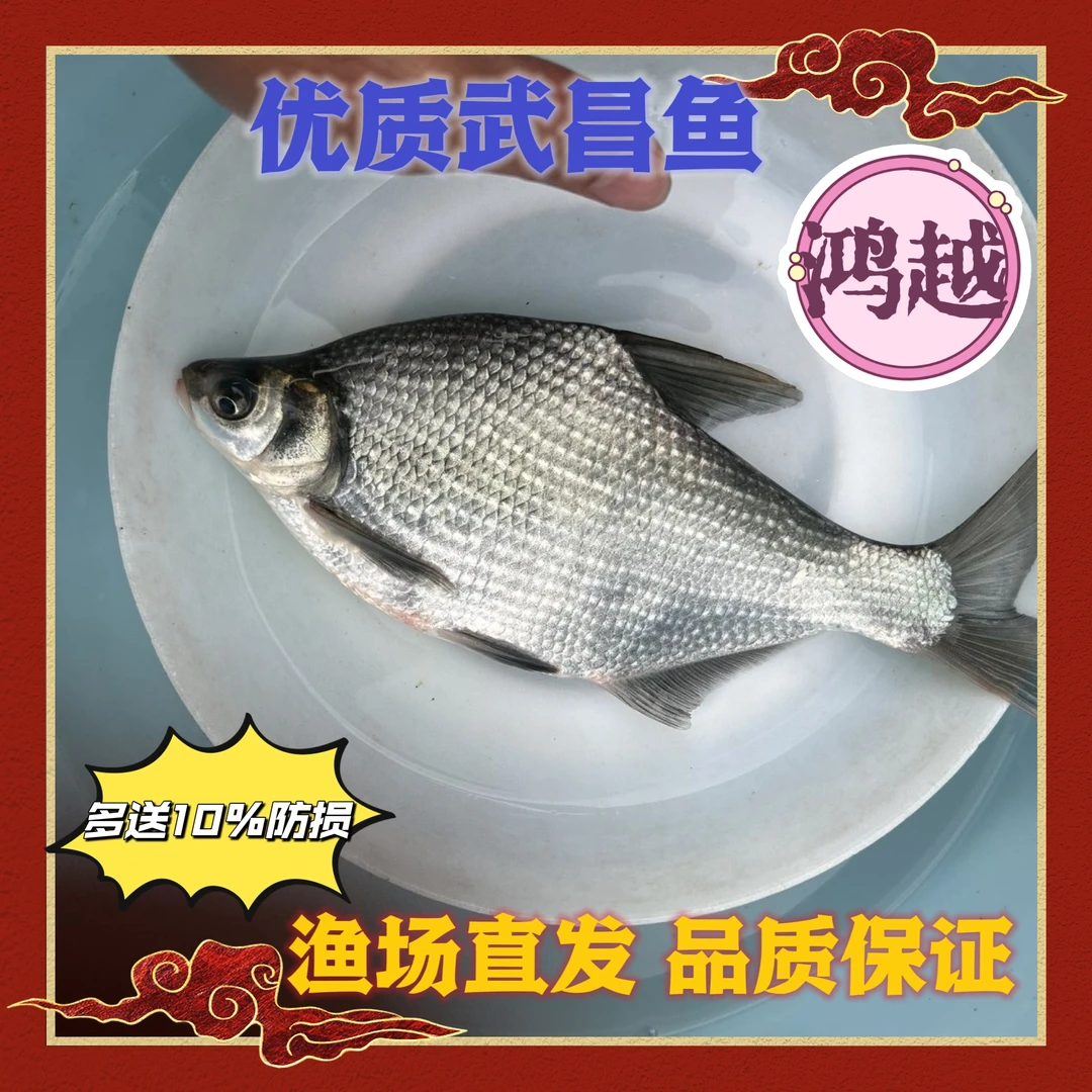武鲳边鱼 鳊鱼 边鱼 三角鲂鱼 团头鲂鱼 宠物活体鱼
