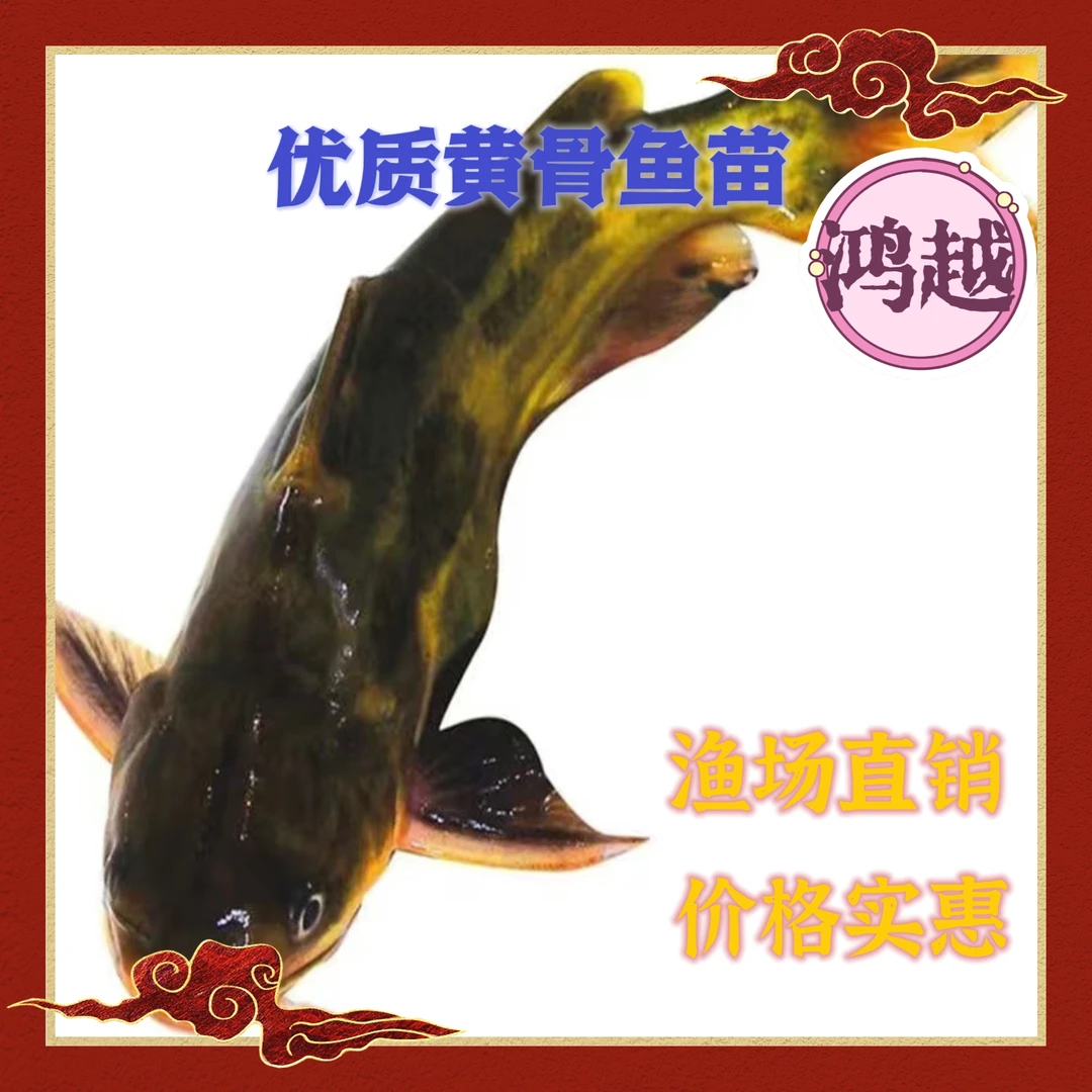 全雄黄骨鱼 黄辣丁鱼 黄颡鱼 黄丫头淡水鱼 宠物观赏鱼。