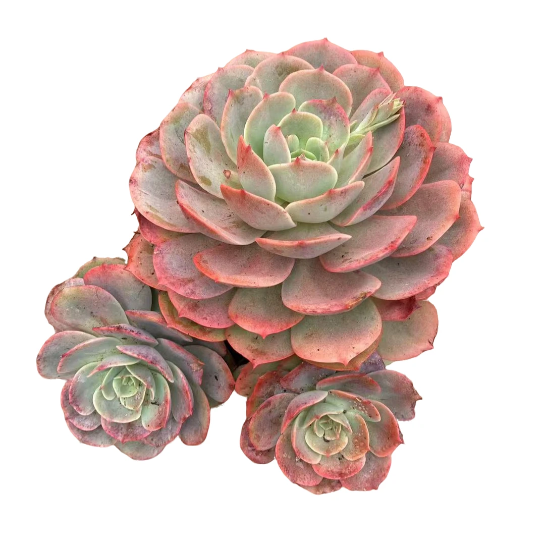 多头白雪公主（三头起）多肉根系种植优选精选售后基地自产自销