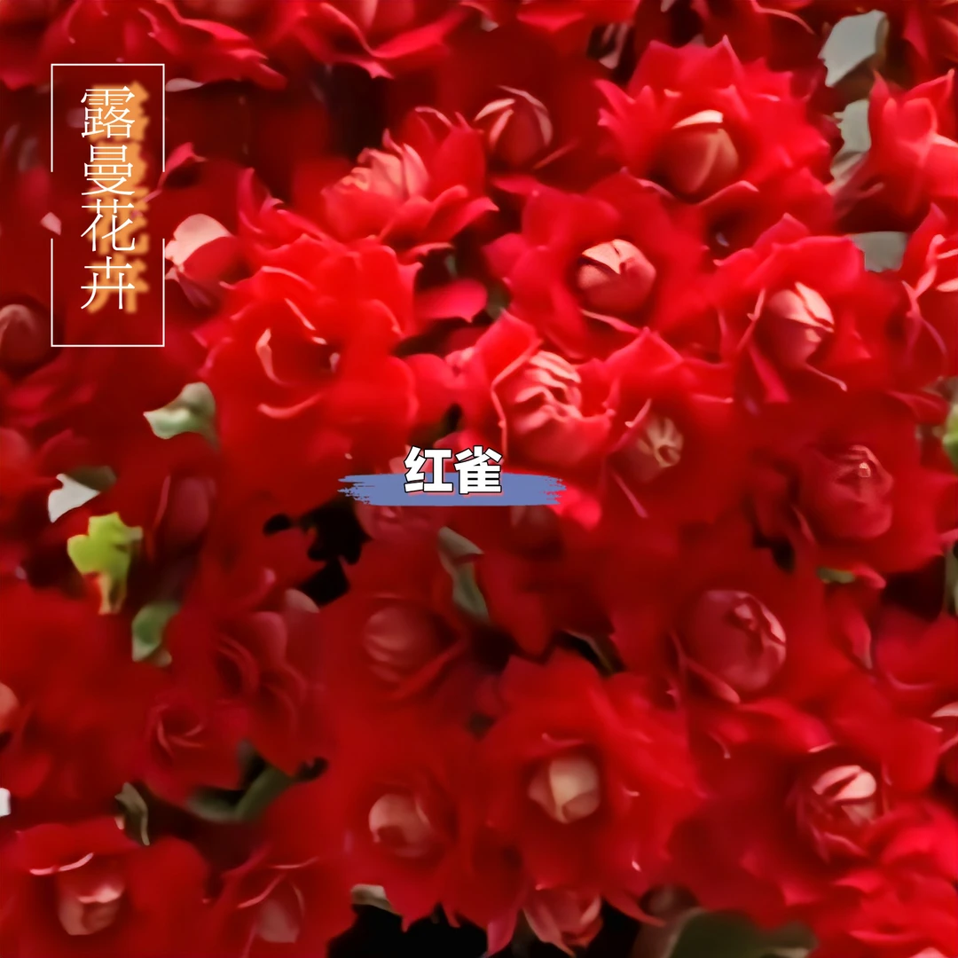 【红雀】长寿懒人花重瓣中小花带花苞发货净化空气除甲醛花卉绿植美