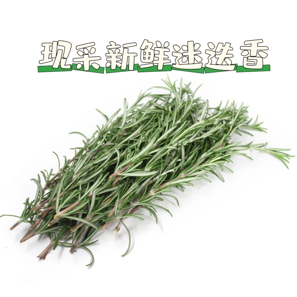 新鲜迷迭香 香草马丽草香料西餐牛排烧烤法餐烘焙香草