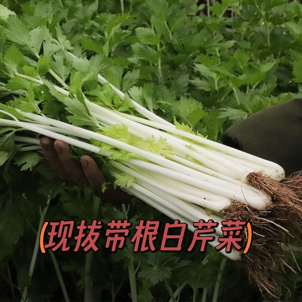 现挖带根带土白杆芹菜云南新鲜蔬菜白芹小香芹细芹菜