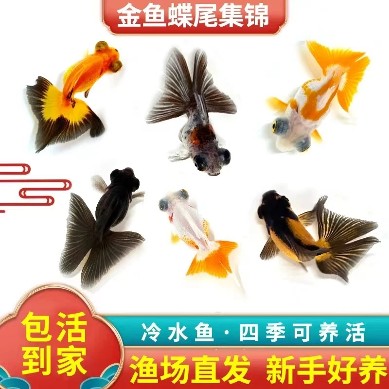 蝶尾金鱼小金鱼观赏鱼小型冷水鱼淡水鱼好养耐活 无需加温需打氧