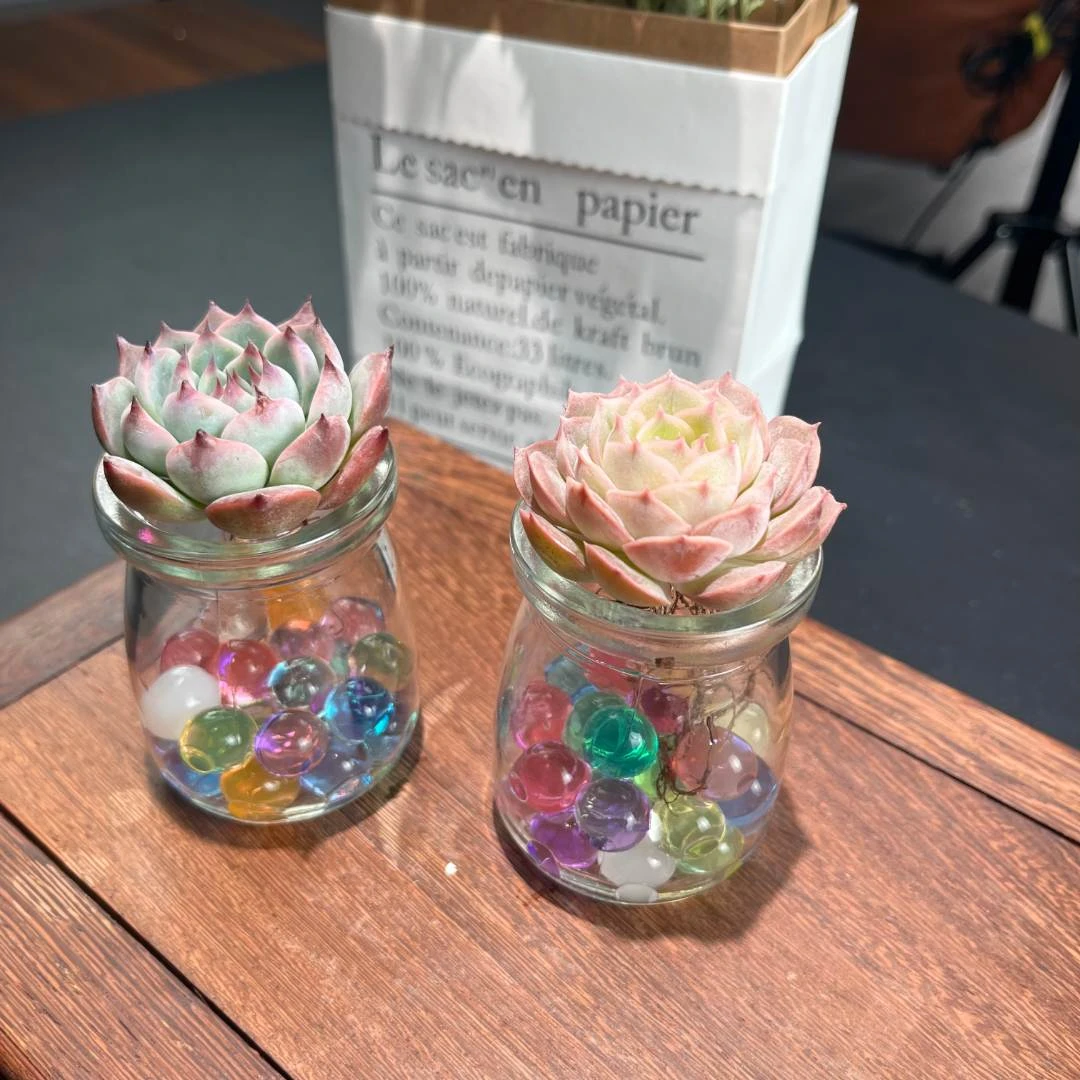 玻璃瓶多肉水培套餐2颗上盆粉色养好装饰无土多肉植物水培盆