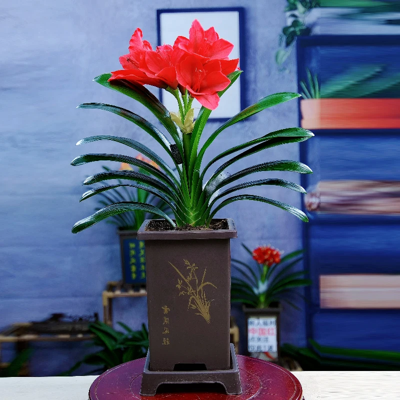 【正品圆头】君子兰盆栽开花植物室内四季常青好养花卉观花绿植基地