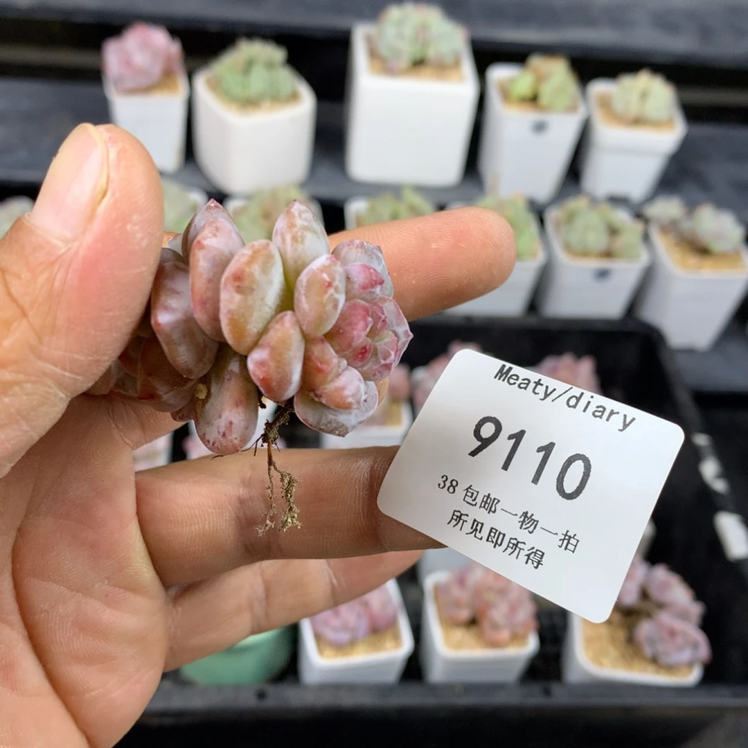 蛋****织9110无根星影4厘米