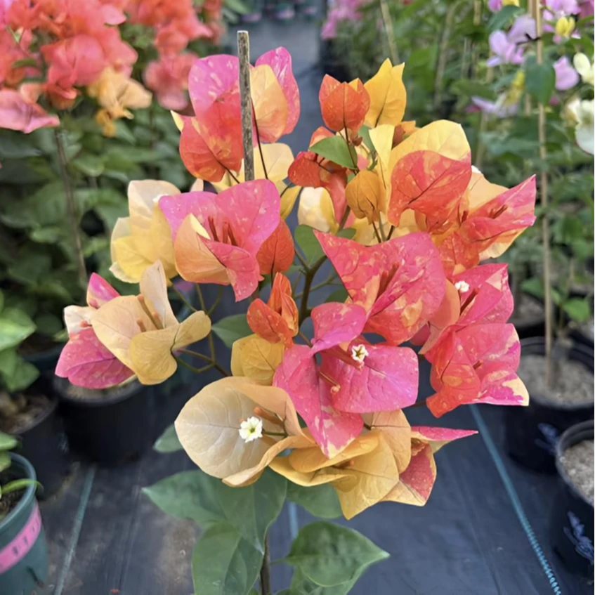 88{阿达娜} 嫁接盆苗 爬藤飘枝垂吊