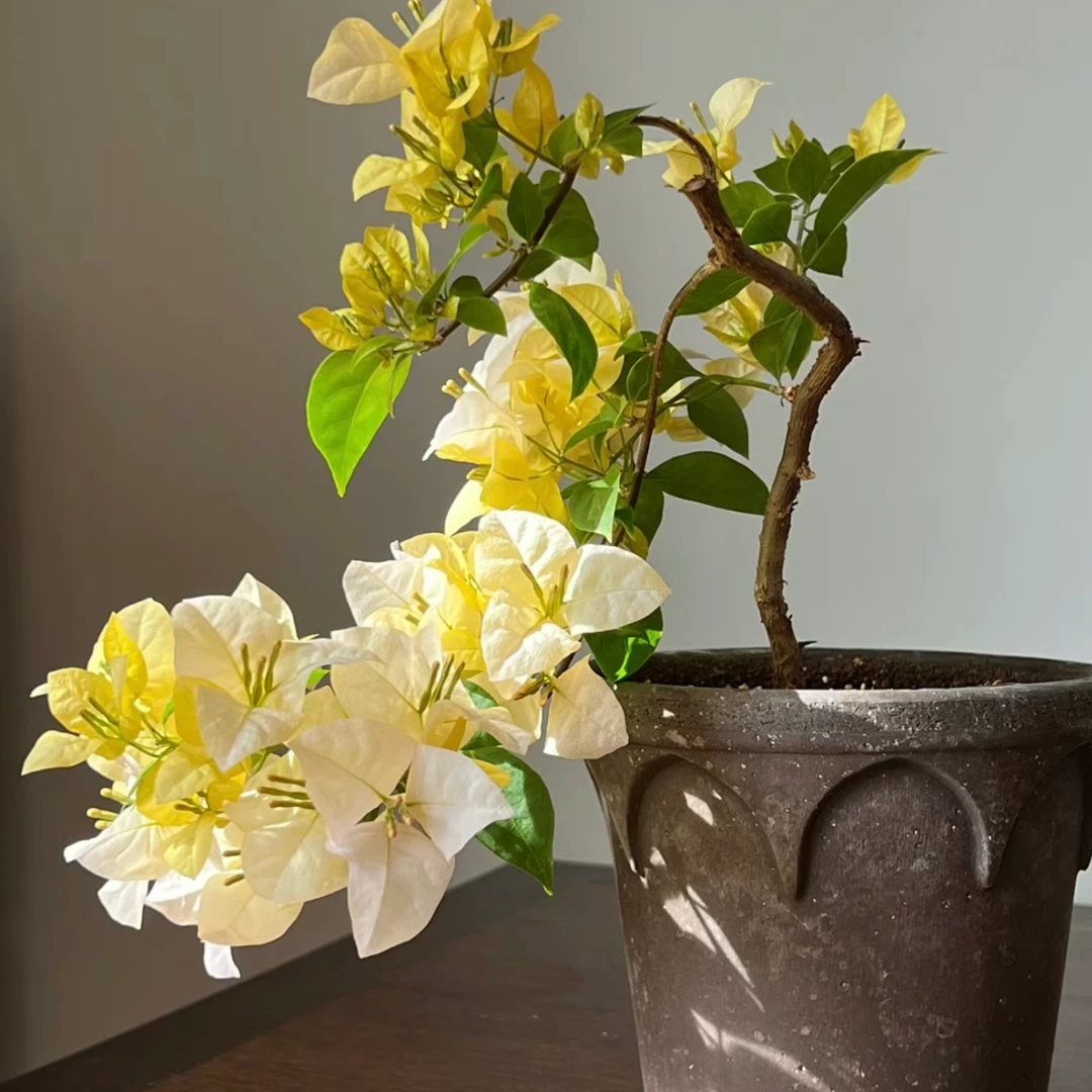 {黄女郎} 嫁接盆苗 爬藤飘枝垂吊