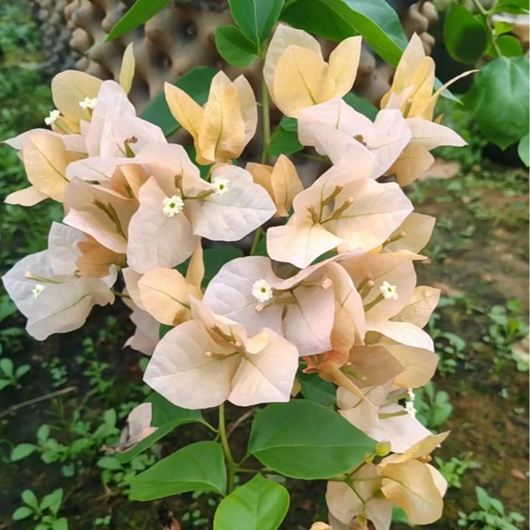 {嫡公主} 嫁接盆苗 爬藤飘枝垂吊