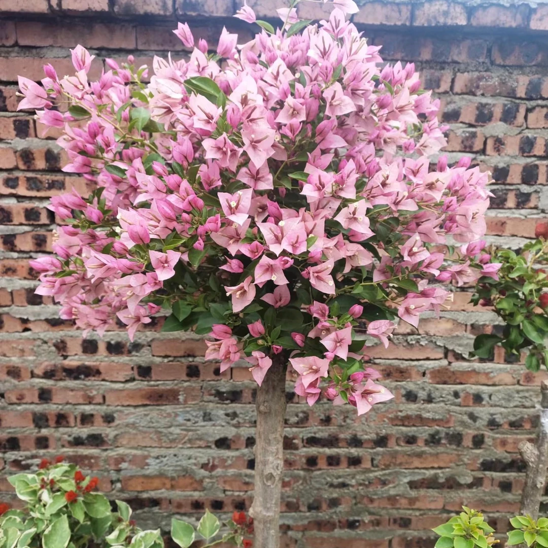 {婆罗洲} 嫁接盆苗 爬藤飘枝垂吊