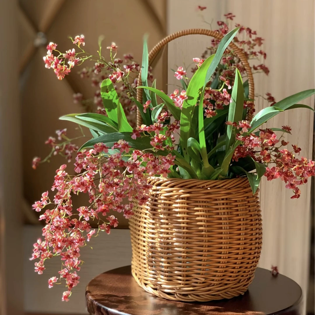 酒红色清香梦香兰盆栽花卉多年生室内阳台新手易养护