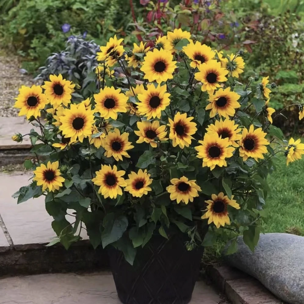 光辉岁月向日葵花盆栽易爆花庭院阳台耐晒新手易养护