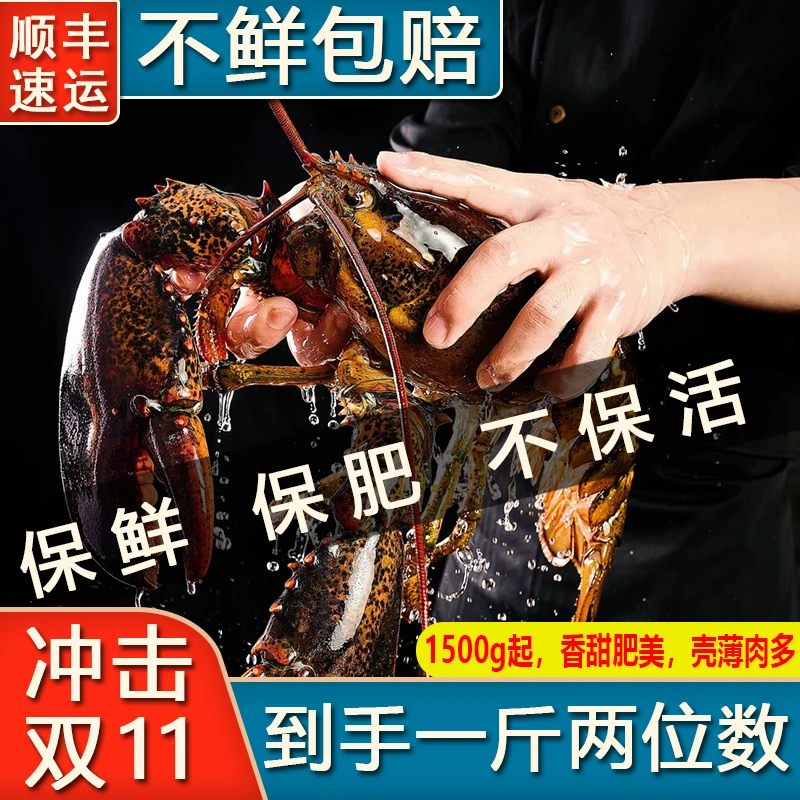 【顺丰发货】活冻波龙壳薄肉多鲜甜肥美 2.9斤起/只 保鲜保肥不保活
