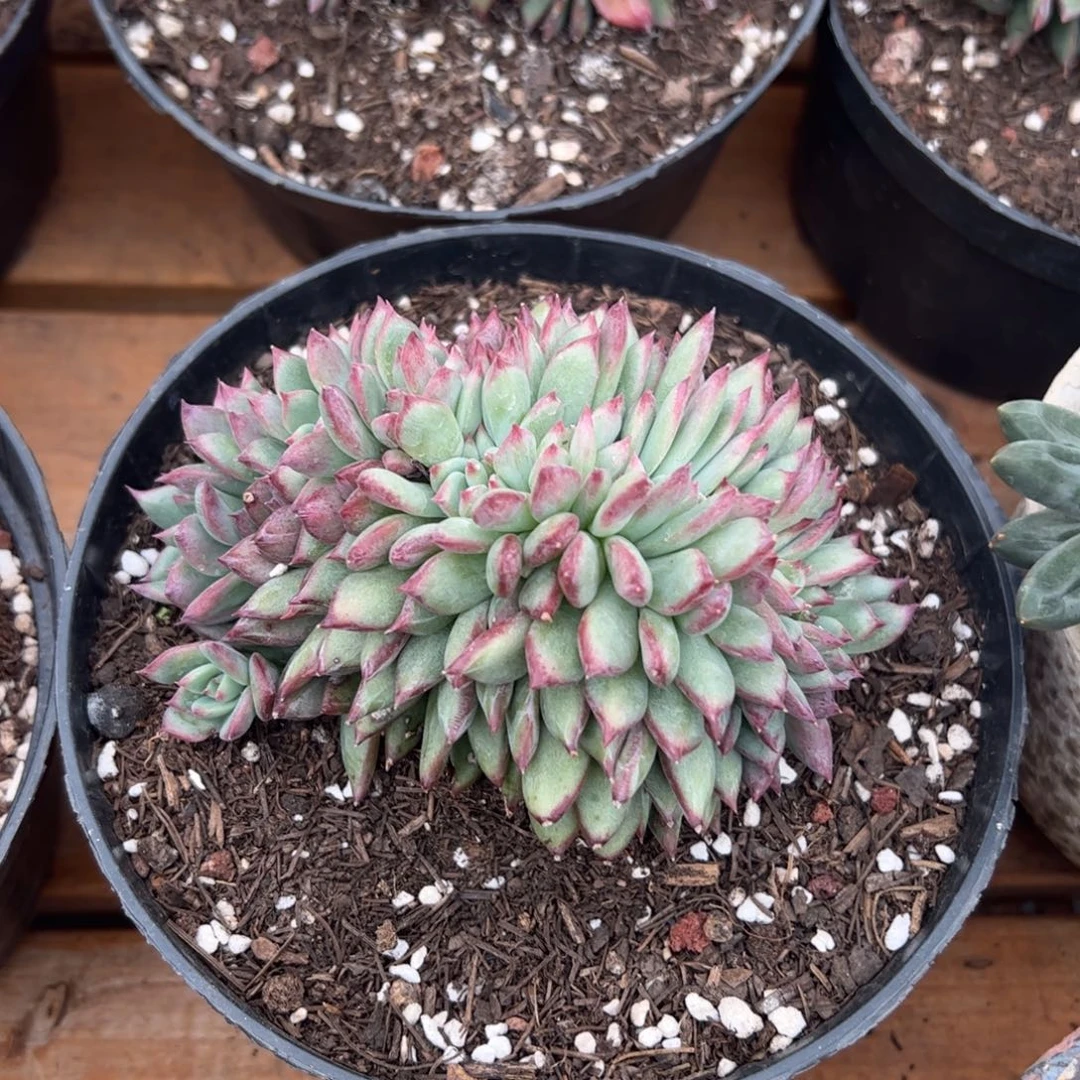 红拉糖缀多肉植物好看