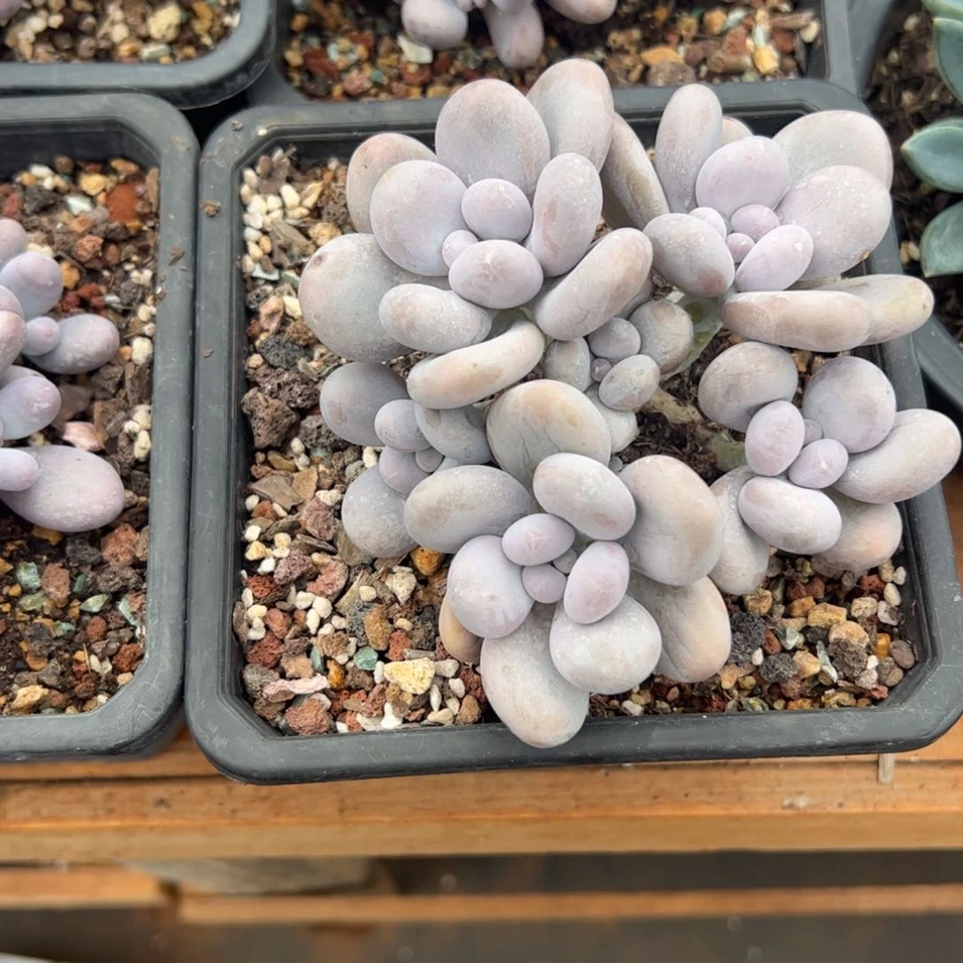 奶酪多肉植物好看