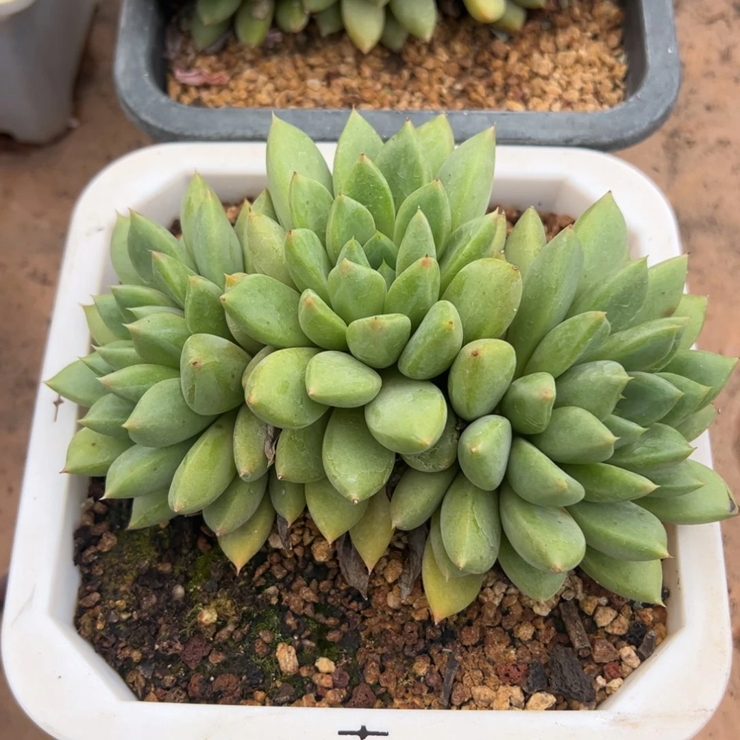 象牙多肉植物好看