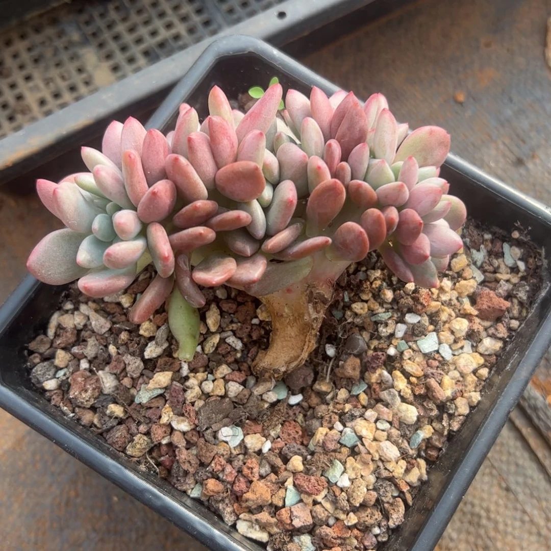 桃花源缀多肉植物好看