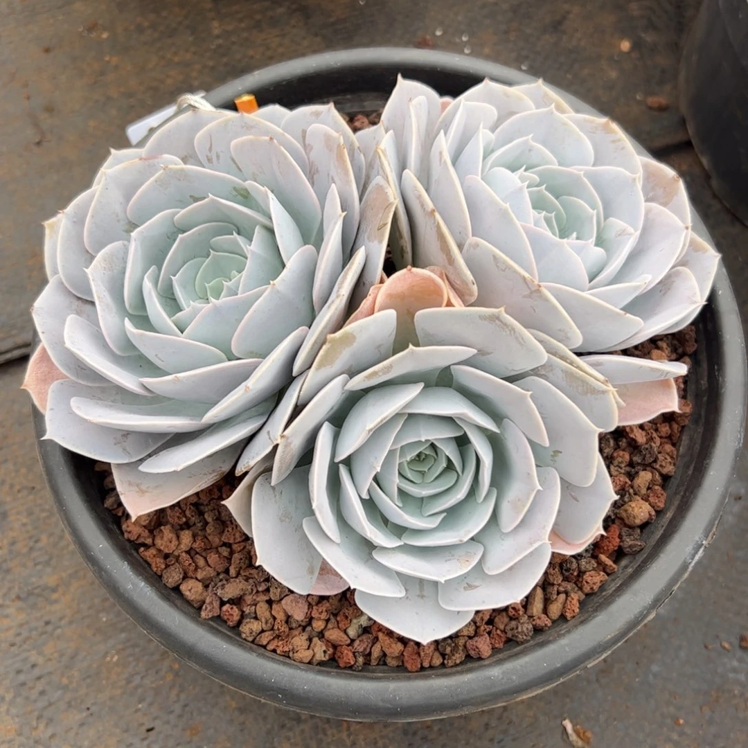 圣卡多肉植物好看