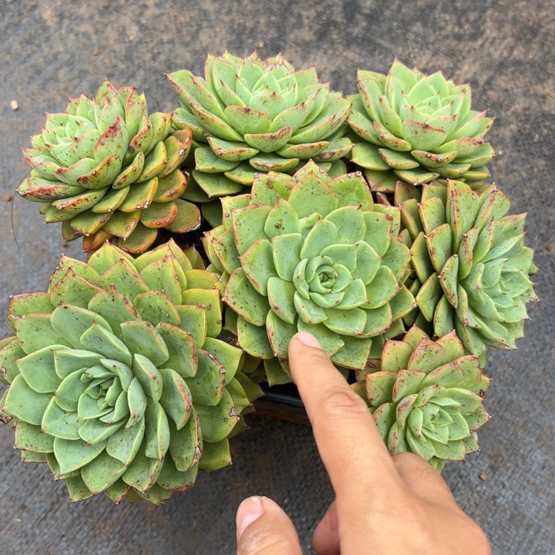 贝拉多娜多肉植物好看