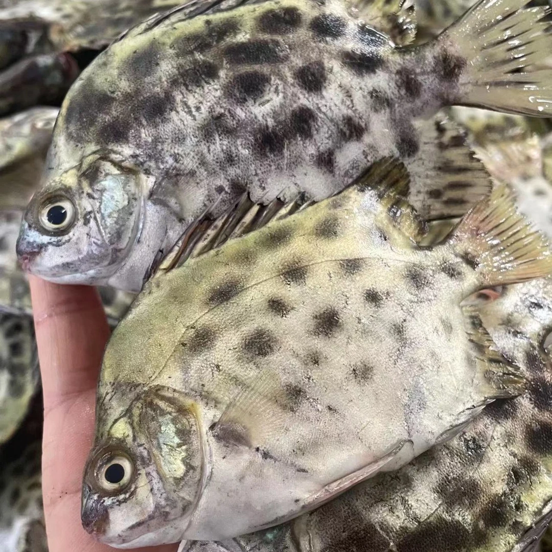 【金鼓鱼】大小现场为准 微苦 不退货