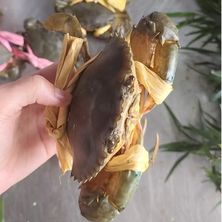 【青蟹1斤/3只】每只3-4两 当天立即食用 不能存放