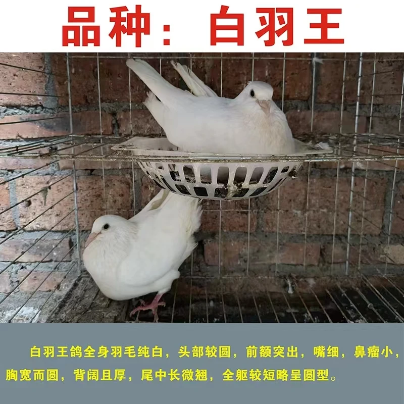白羽 王 银 王 青年 鸽用 白羽王 鸽用品 青年