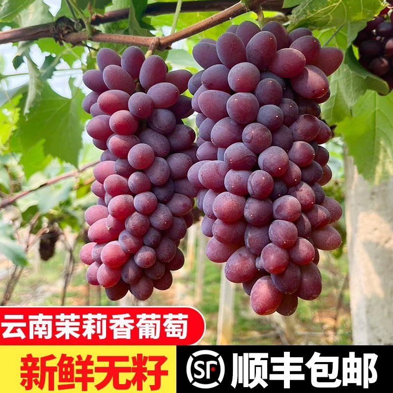 【云南茉莉香葡萄】新鲜采摘爆汁无籽红提子当季玫瑰香孕妇水果