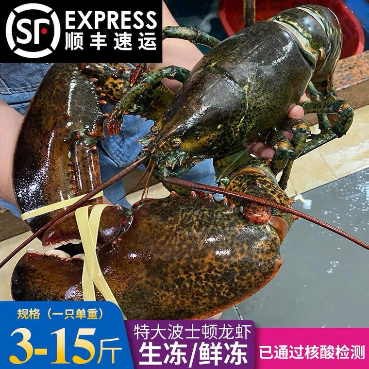 波士顿龙虾特大3-15斤波龙鲜嫩饱满波士顿龙虾鲜生冻波士顿大龙虾
