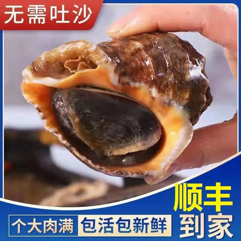 海螺新鲜连云港海捕海鲜水产贝类螺特大鲜活大海螺顺丰冷链包邮