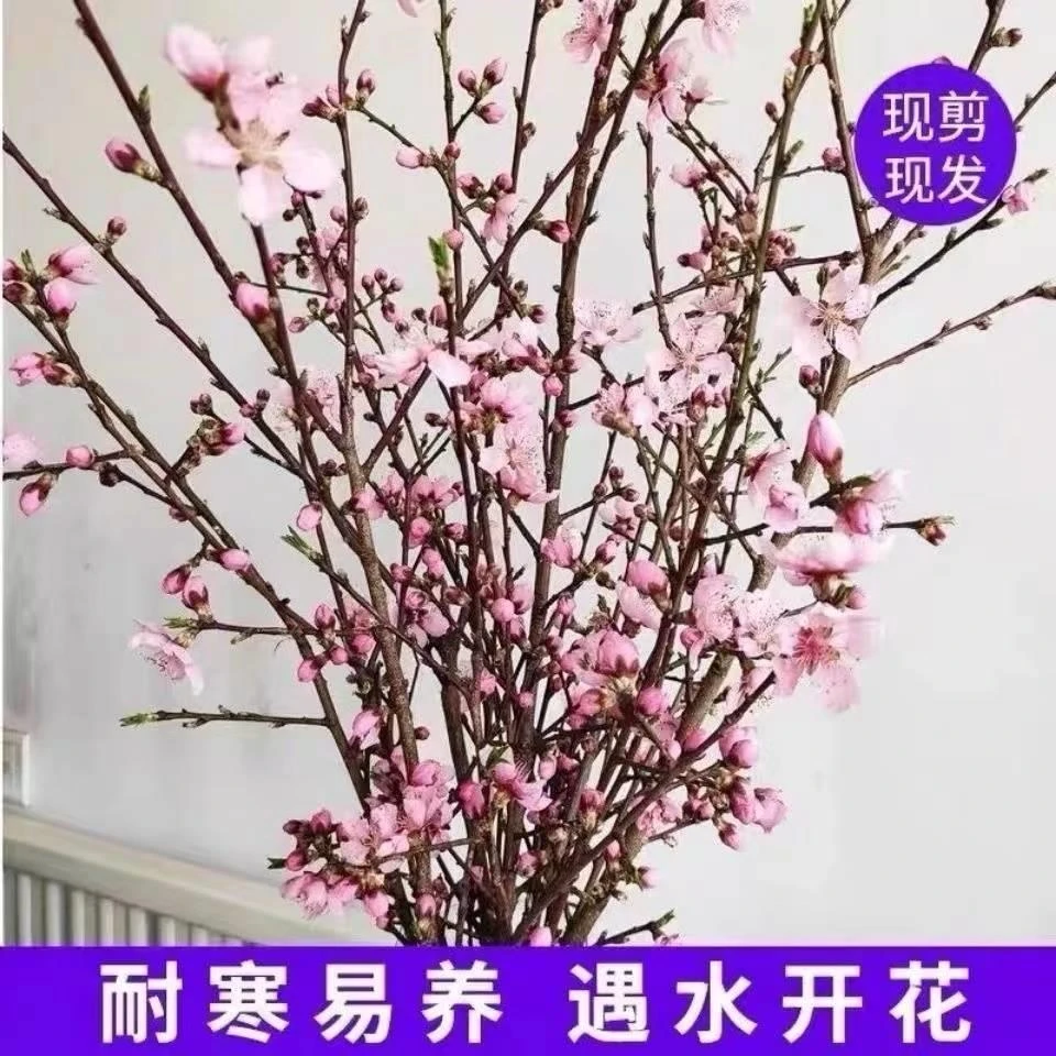 真桃花新鲜桃树枝桃木干枝条桃花枝带花苞发货水培植物鲜活桃枝