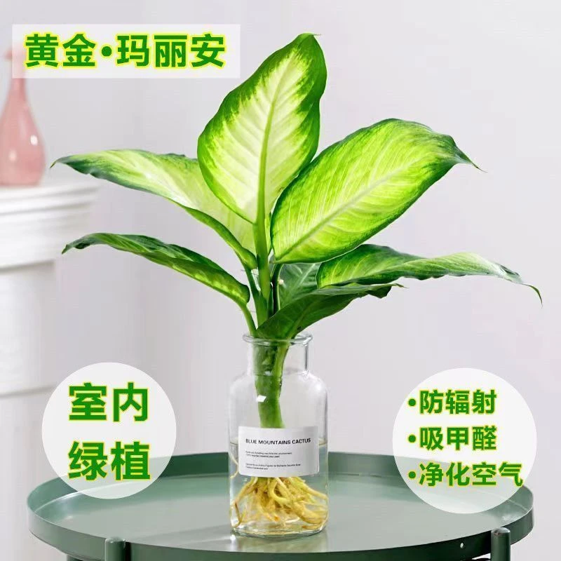 玛丽安粉黛万年青银皇后盆栽桌面好养水培花卉办公室绿植发财黄金