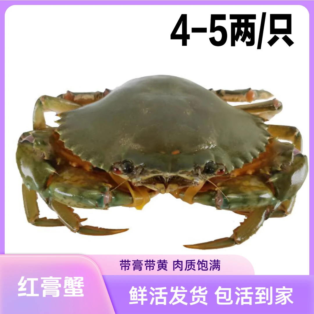 单只4-5两 东山岛野生海捕红鲟青蟹 鲜活发货包活到家红膏蟹.