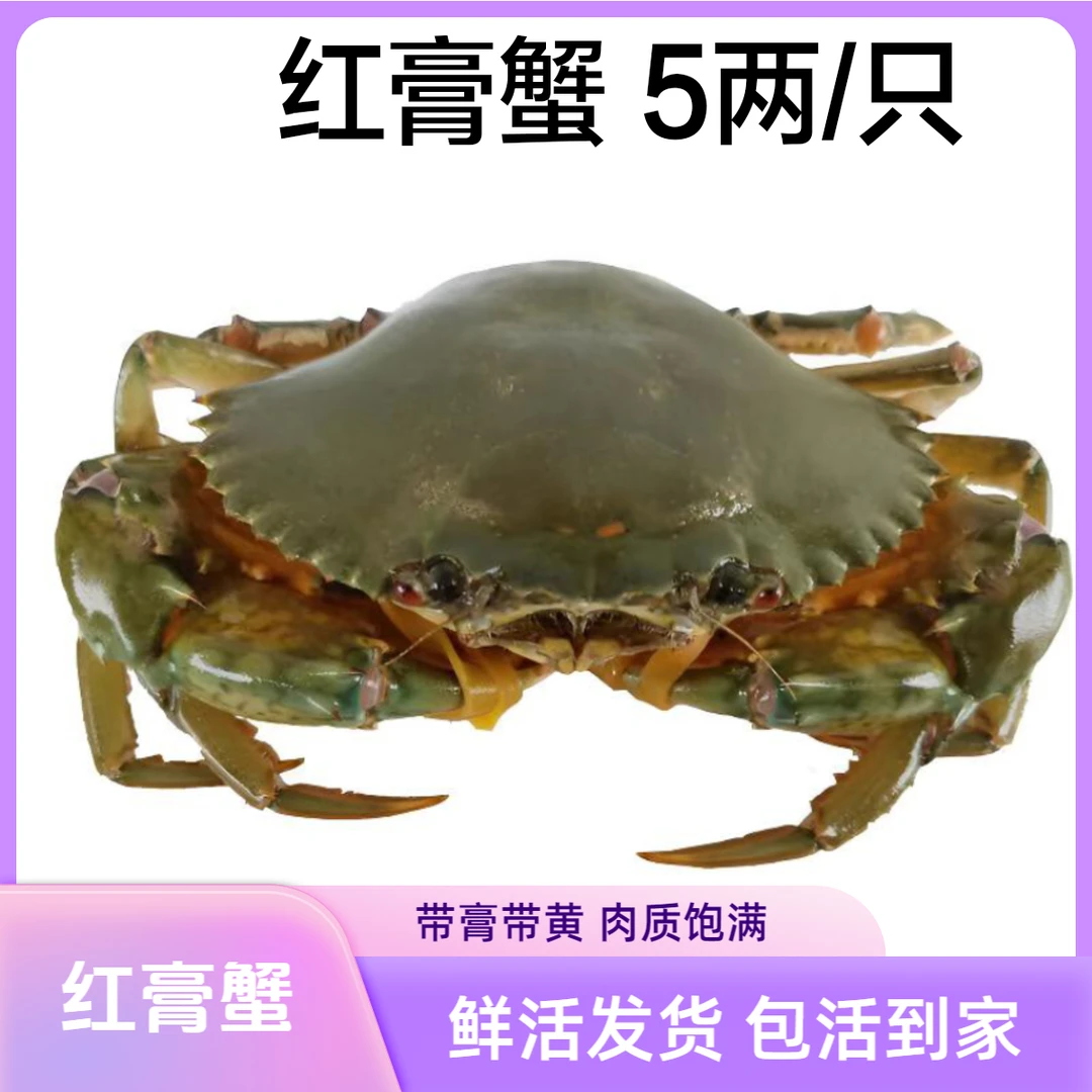膏蟹每只5两左右野生红鲟东山岛本港青蟹鲜活发货包活