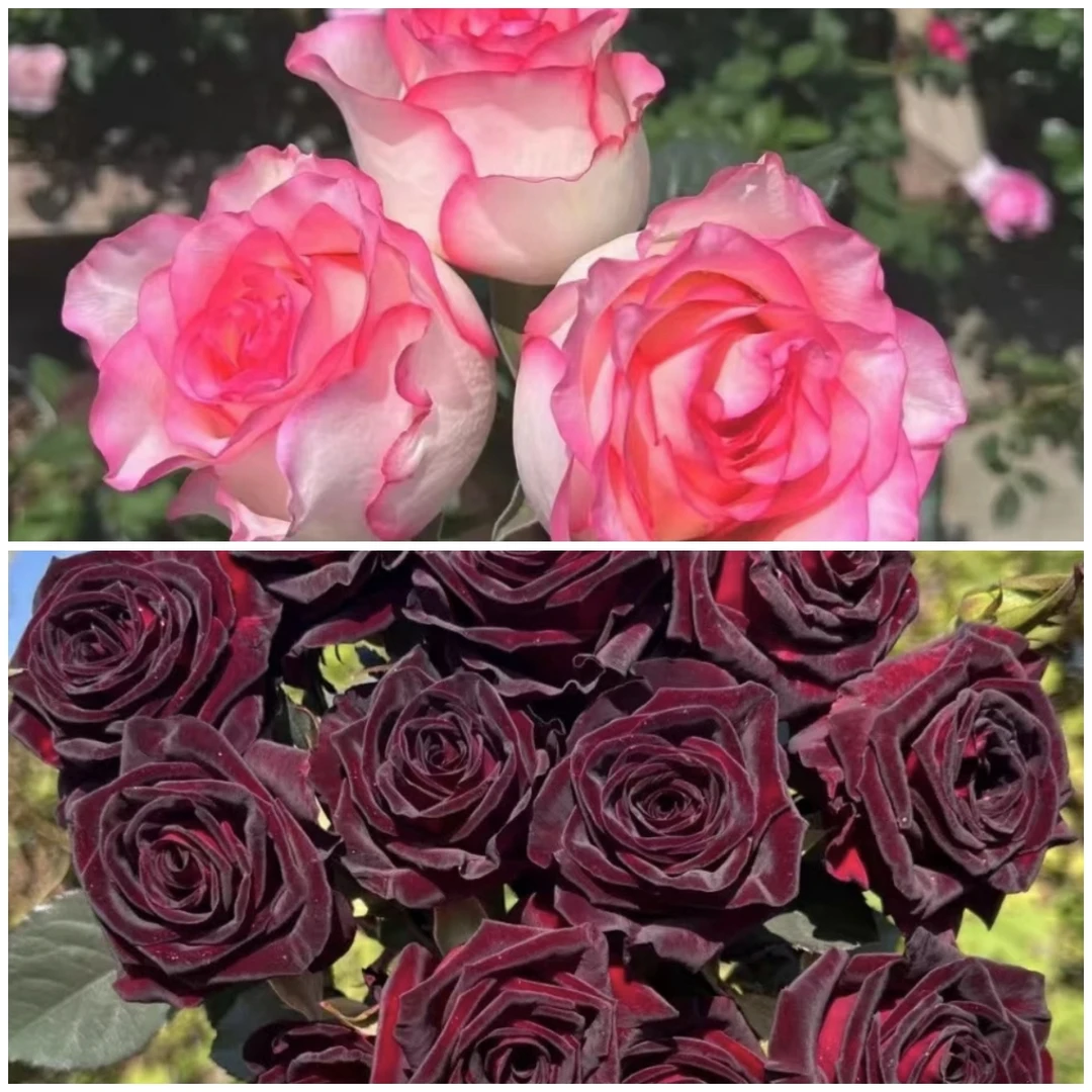 艾莎花园【紫罗兰+爱莎玫瑰】1加仑耐热玫瑰月季多季节开花复