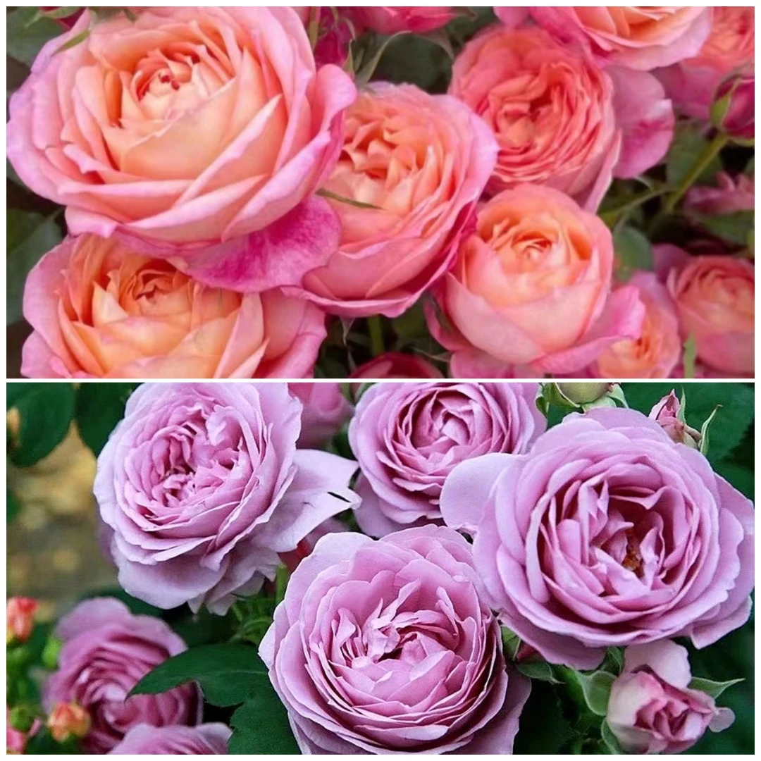 艾莎花园【大花美人+蓝色风暴】1加仑玫瑰切花浓香大花多季节开花复