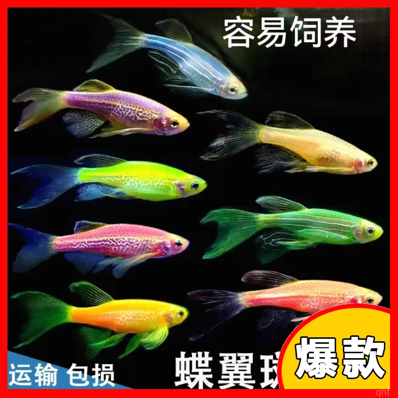 七彩蝶翼斑马鱼小型灯科热带观赏鱼淡水饲养易活好养入门低温新手