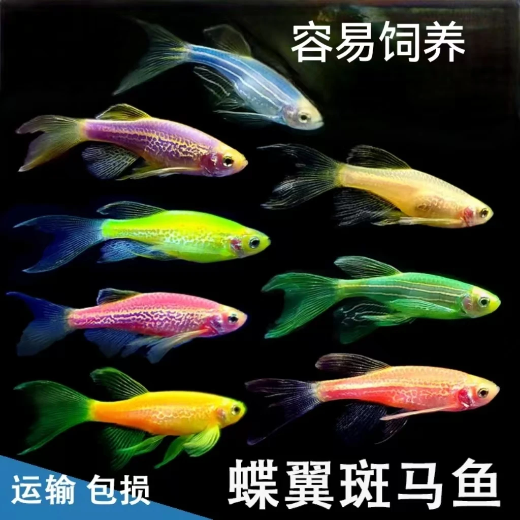 长尾蝶翼斑马饲养活体食用热带养鱼观赏鱼混养好养新手入门鱼养殖