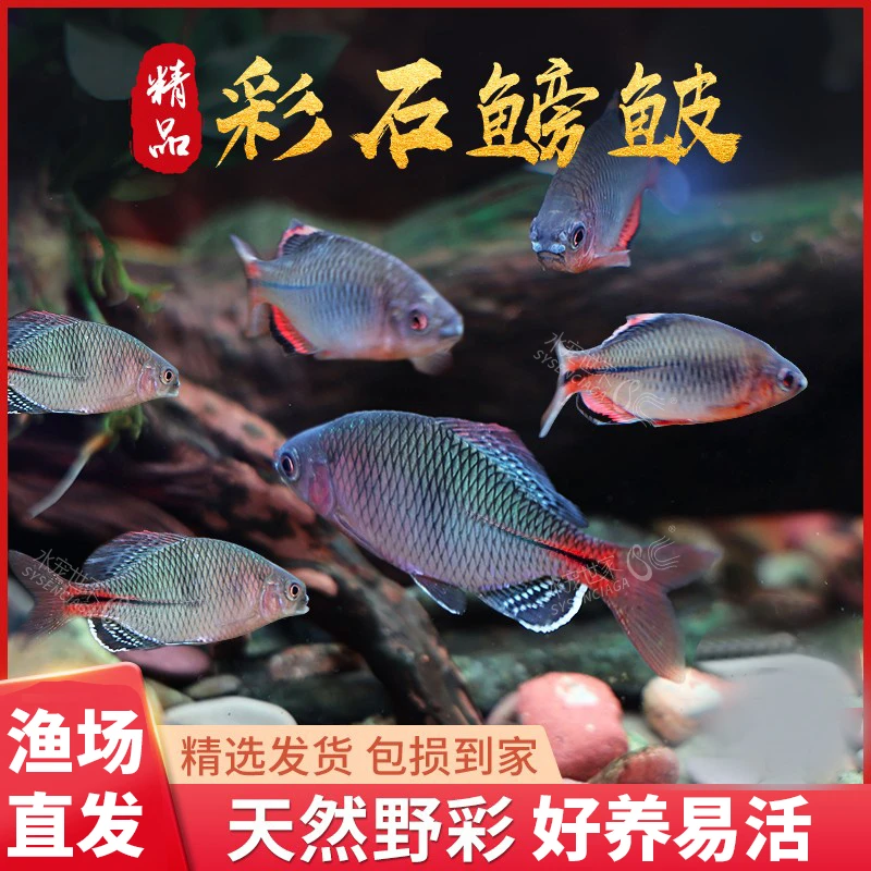 鳑鲏鱼彩石鳑鲏高体鳑鲏小型冷水鱼活体观赏鱼无彩旁皮鱼淡水鱼