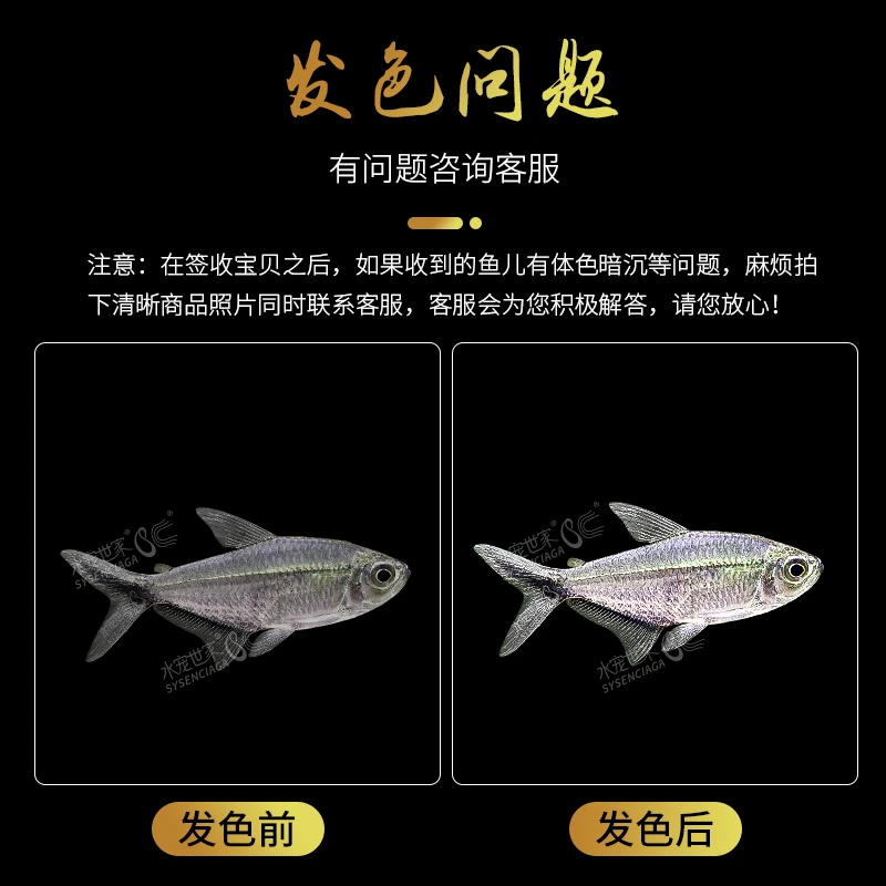 直播袋子黑尾大勾3-4cm五条 不包运损 偏远地区不包邮 可联系客服