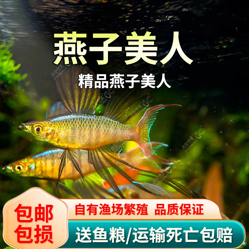 混养美人灯科鱼霓虹燕子鱼新郎官珍珠阿鲁热带热带鱼观赏活体包活