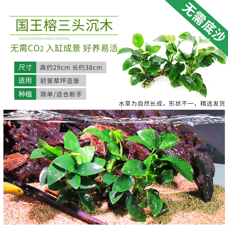 小巴榕国王榕大巴榕沉木水草好养易活鱼缸造景活体阴性懒人真水草