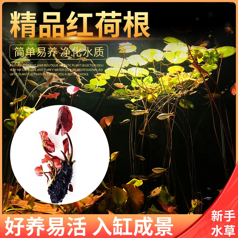红荷根水草活体易养耐养活水族箱水草缸鱼缸淡水植物虎斑睡莲宿舍